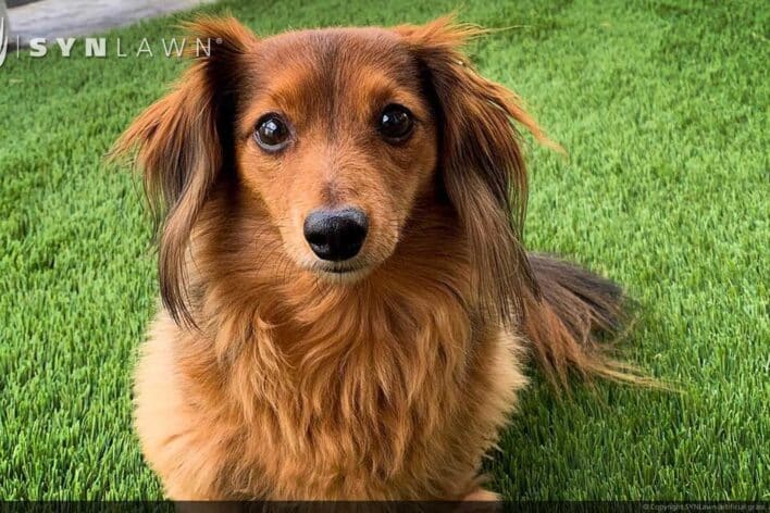 SYNLawn Milwaukee WI pets artificial grass safe for dogs cats and all animals