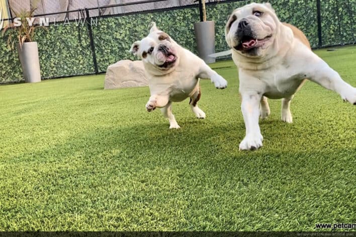 SYNLawn Milwaukee WI pets camp dogs playing doggy day care facility